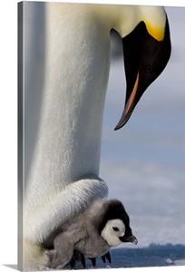 Emperor penguin and chick, Snow Hill Island, Weddell Sea, Antarctica, Polar Regions image thumbnail