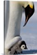 image thumbnail of Emperor penguin and chick, Snow Hill Island, Weddell Sea, Antarctica, Polar Regions