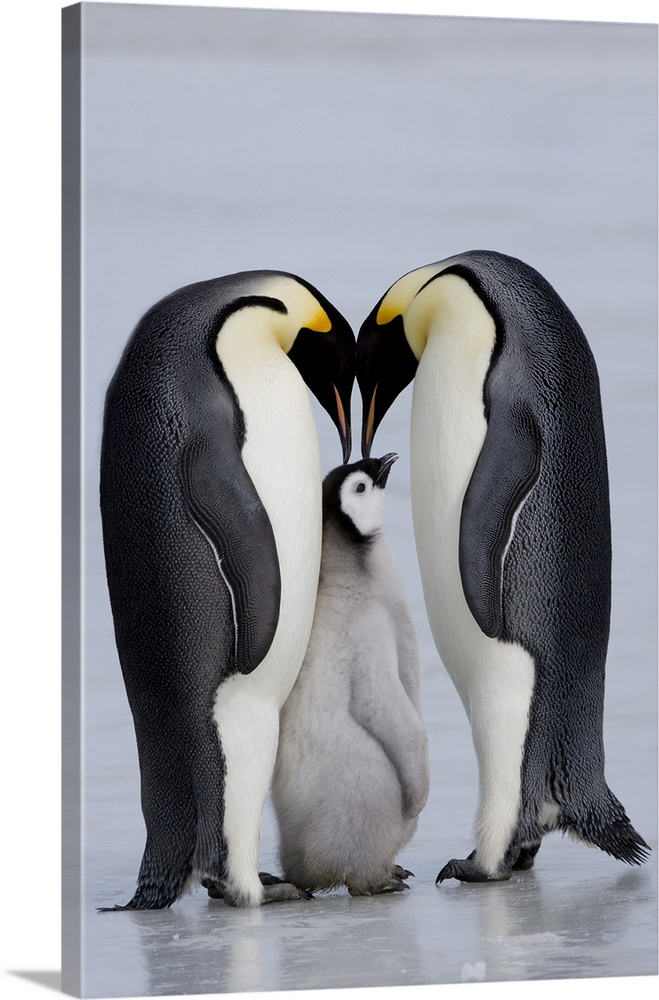 Emperor penguin chick and adulta (Aptenodytes forsteri), Snow Hill Island, Weddell Sea, Antarctica, Polar Regions