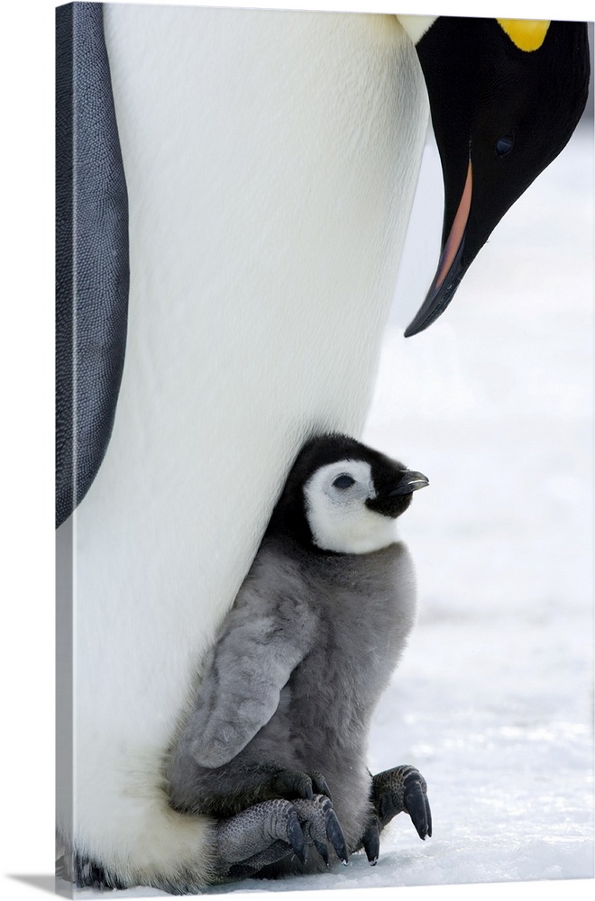 Emperor penguin chick and adult (Aptenodytes forsteri), Snow Hill Island, Weddell Sea, Antarctica, Polar Regions