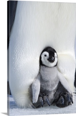 Emperor penguin chick, Snow Hill Island, Weddell Sea, Antarctica, Polar Regions
