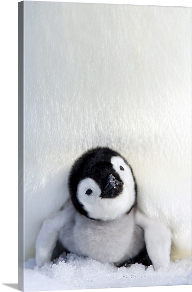 Emperor penguin (Aptenodytes forsteri), chick, Snow Hill Island, Weddell Sea, Antarctica, Polar Regions