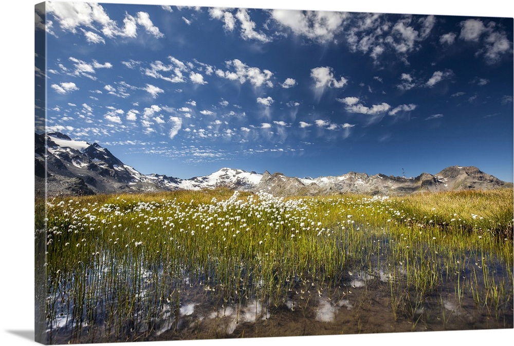 Eriophorus (cotton grass) blooming in the water of a lake in Upper Engadine, surrounded by the Swiss Alps, Graubunden, Swi...