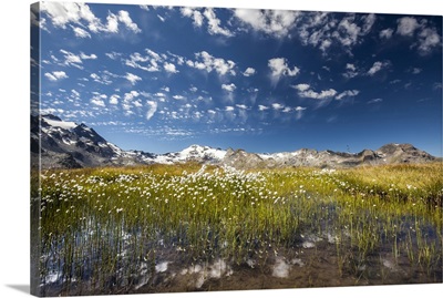 Eriophorus Blooming In The Water Of A Lake In Upper Engadine, Graubunden, Switzerland