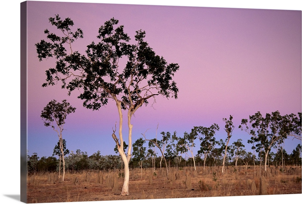 Eucalyptus trees, northern area, Queensland, Australia, Pacific