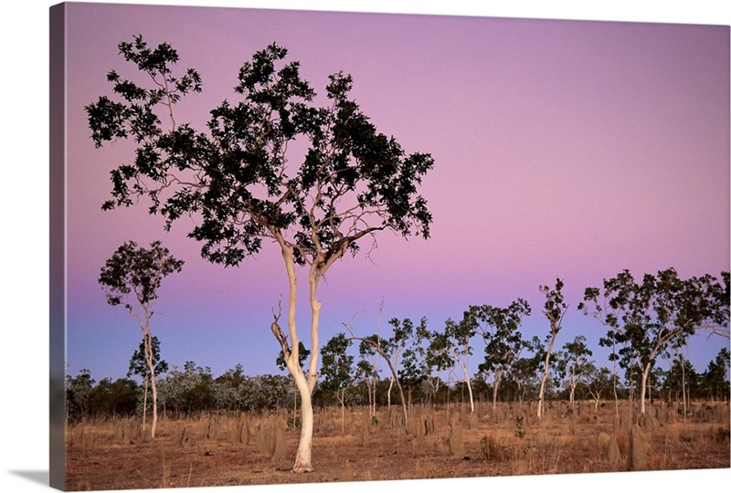 Eucalyptus trees, northern area, Queensland, Australia, Pacific | Great ...