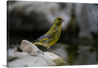 European Greenfinch, Notranjska Regional Park, Slovenia