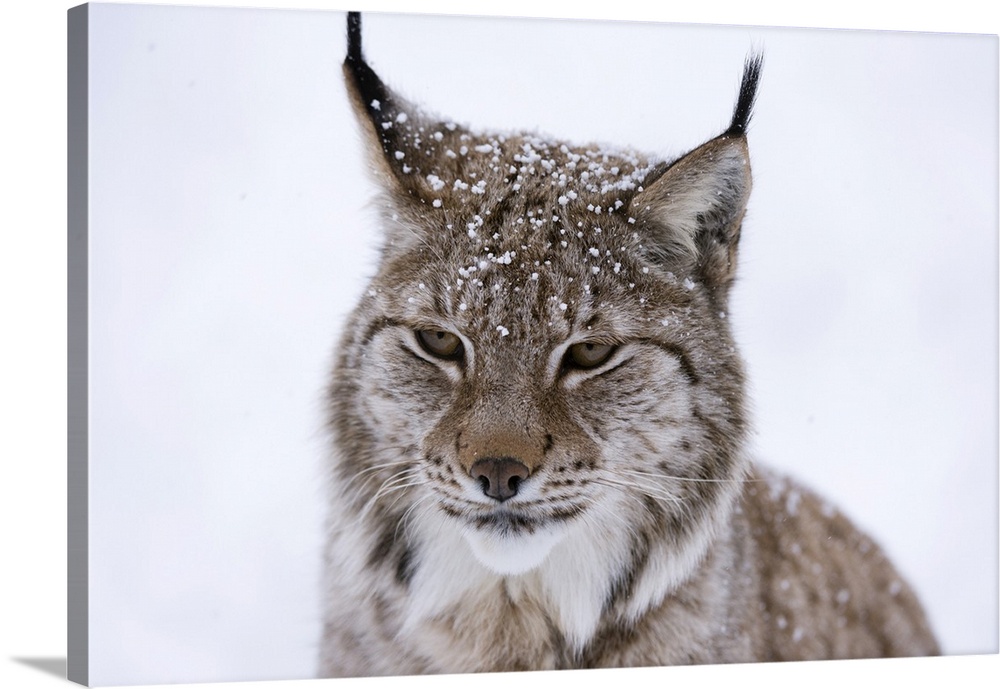 European Lynx (Lynx lynx), Polar Park, Troms, Norway, Scandinavia, Europe