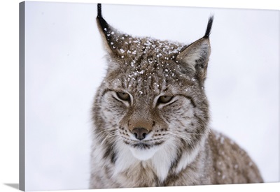 European Lynx, Polar Park, Troms, Norway