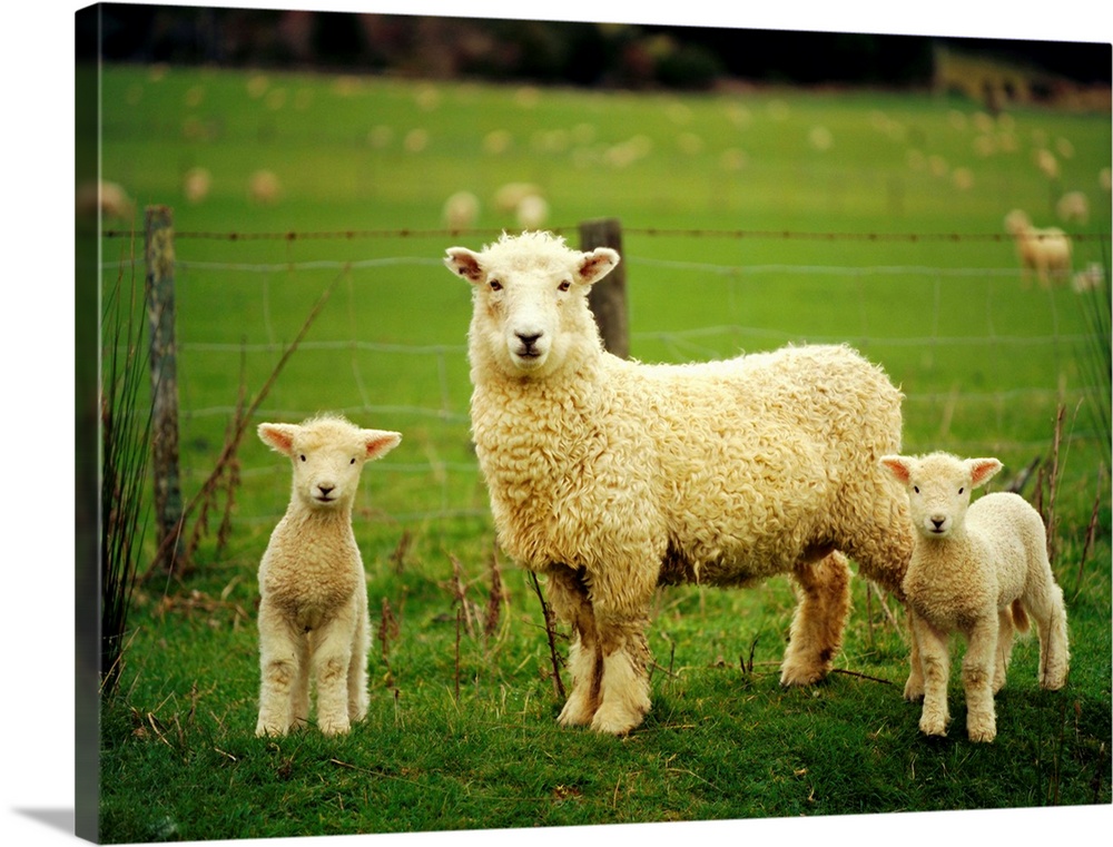 Ewe and twin lambs on sheep farm, Marlborough, South Island, New Zealand