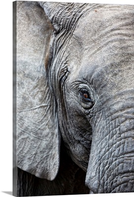 Eye of the African elephant, Serengeti National Park, Tanzania