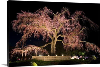 Famous giant weeping cherry tree  in blossom, Maruyama Park, Kyoto, Honshu, Japan