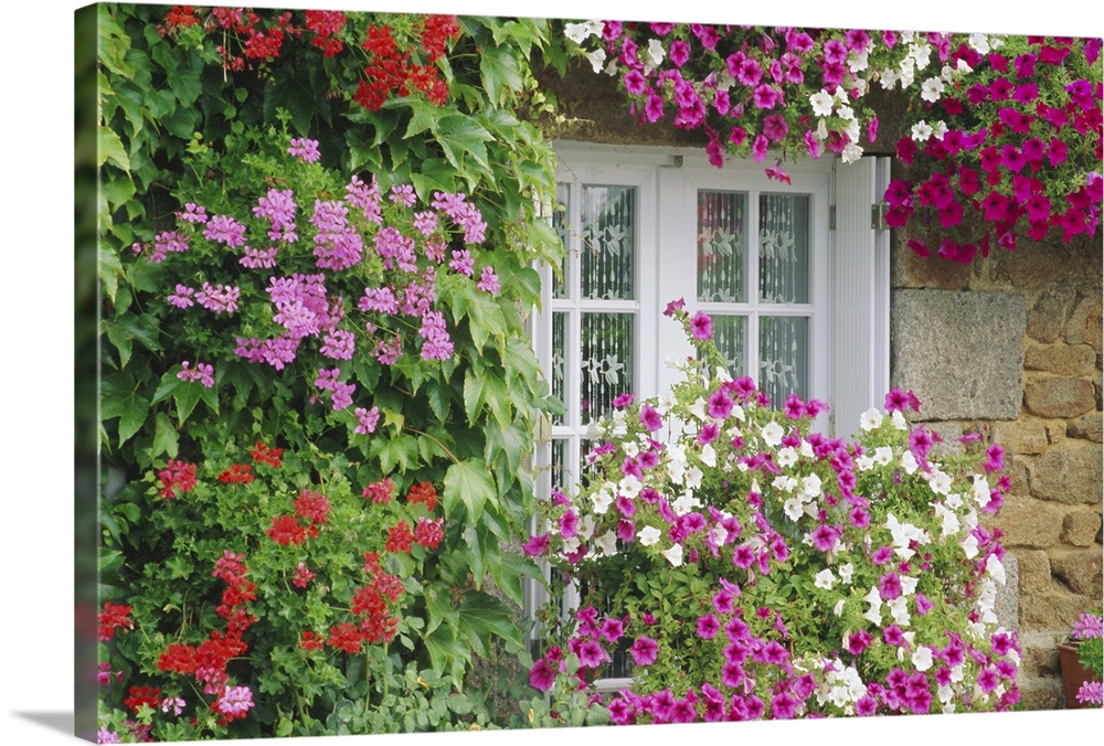 Farmhouse window surrounded by flowers, lIle-et-Vilaine, Brittany, France
