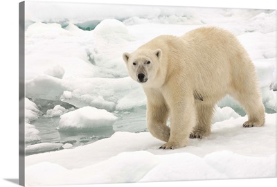 Female polar bear, Svalbard Archipelago, Barents Sea, Norway, Scandinavia