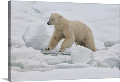Female polar bear, Svalbard Archipelago, Barents Sea, Norway, Scandinavia