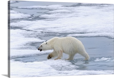 Female Polar bear walking on pack ice, Svalbard Archipelago, Norway, Scandinavia