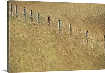 Fence posts through reeds, Isle of Harris, Scotland