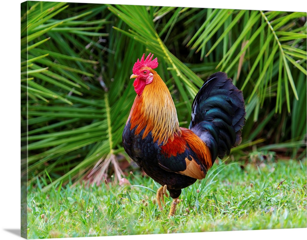 Feral cockerel in Spittal Pond Nature Reserve, Smith's, Bermuda, Atlantic, North America
