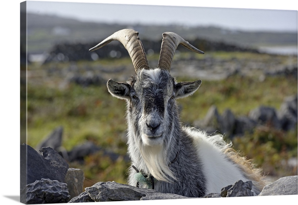 Feral goat, Inishmore, largest of the Aran Islands, Galway Bay, County Galway, Connacht, Republic of Ireland