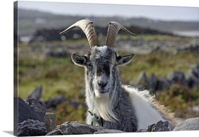 Feral Goat, Galway Bay, County Galway, Connacht, Republic Of Ireland