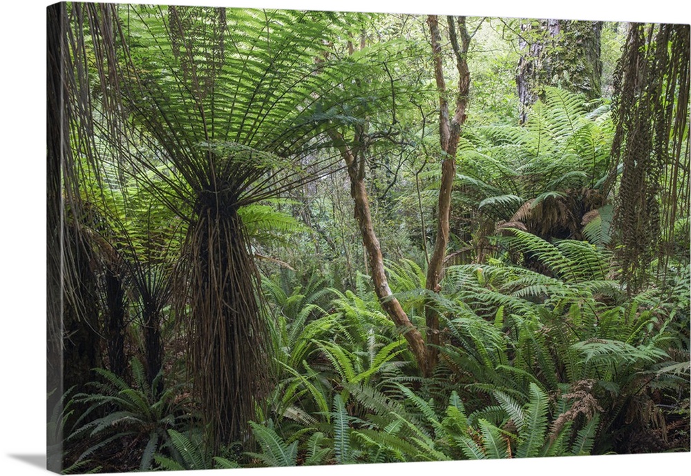 Ferns growing in temperate rainforest, Purakaunui, near Owaka, Catlins Conservation Area, Clutha district, Otago, South Is...