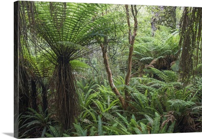 Ferns growing in temperate rainforest, New Zealand