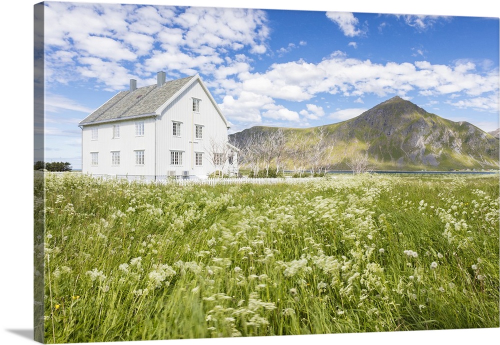 Field of blooming flowers frame the typical wooden house surrounded by peaks and blue sea, Flakstad, Lofoten Islands, Norw...