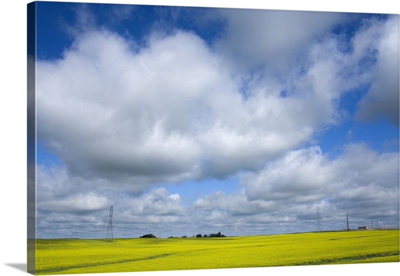 Field of canola near Washburn, North Dakota Wall Art, Canvas Prints