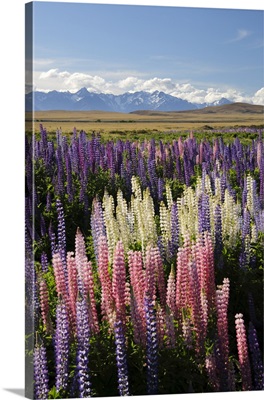 Field Of Lupins With Southern Alps Behind, South Island, New Zealand