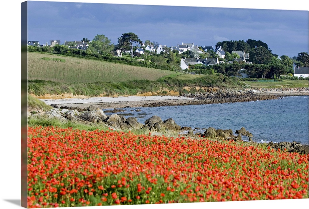 Field of poppies, Saint Sanson en Plouganou, North Finistere, Brittany, France
