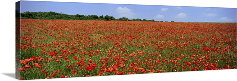 Field of wild poppies, Wiltshire, England, United Kingdom, Europe