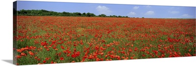 Field of wild poppies, Wiltshire, England, United Kingdom, Europe