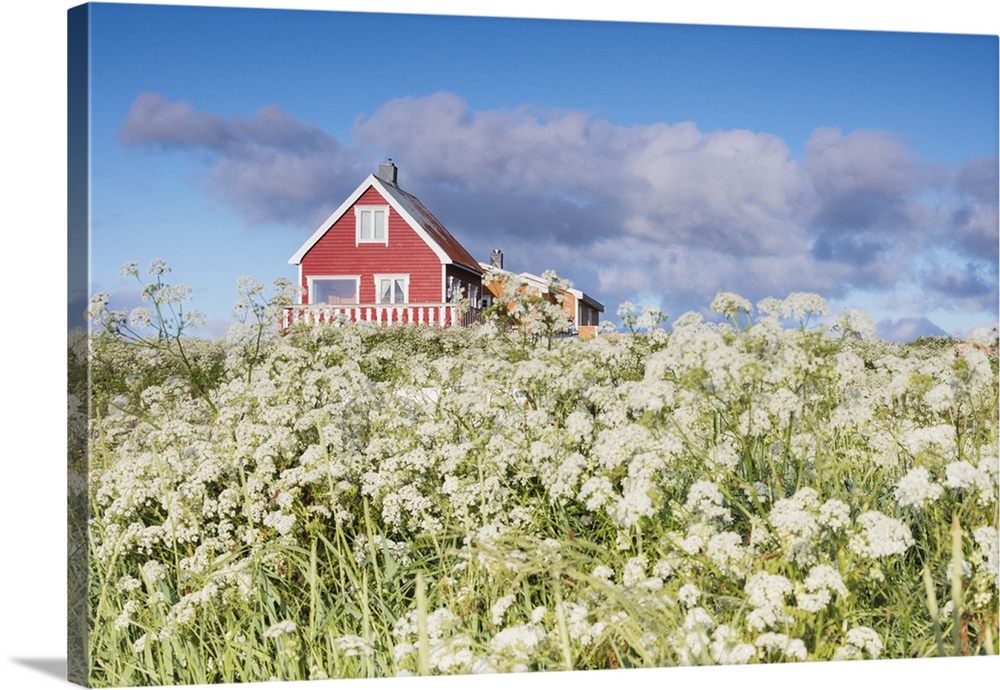 Fields of blooming flowers frame a typical wooden house of fishermen, Eggum, Unstad, Vestvagoy, Lofoten Islands, Norway, S...