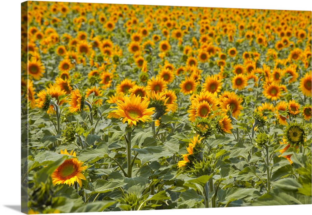 Fields of sunflowers in the Loire Valley, France, Europe