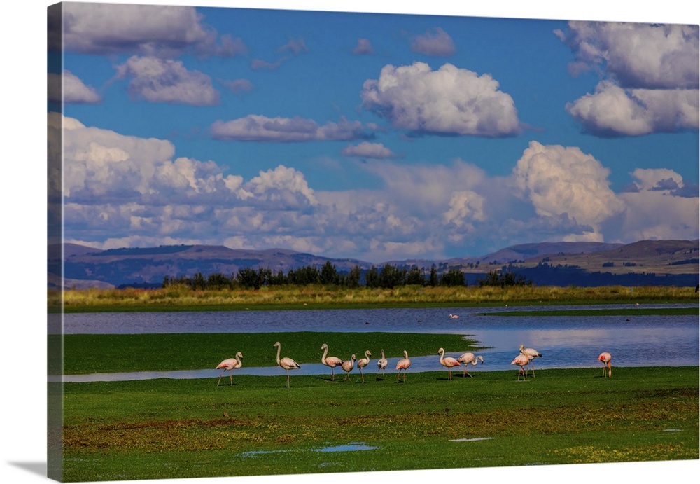 Flamingos grazing by lake, Ayacucho, Peru, South America