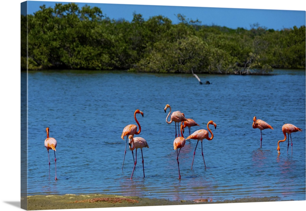 Flamingos lounging around in their natural habitat, Bonaire, Netherlands Antilles, Caribbean, Central America