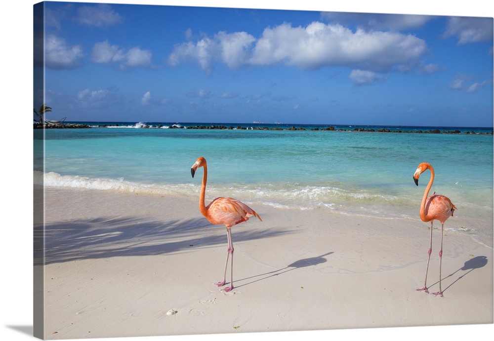 Flamingos on Flamingo beach, Renaissance Island, Oranjestad, Aruba, Lesser Antilles, Netherlands Antilles, Caribbean, Cent...