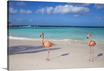 Flamingos On Flamingo Beach, Renaissance Island, Oranjestad, Aruba, Netherlands Antilles