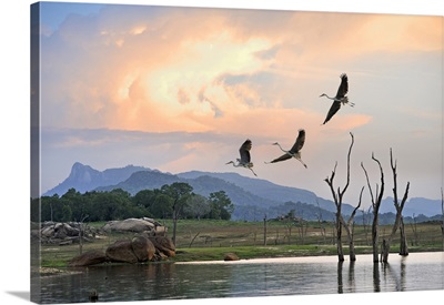 Flight Of Grey Heron Over The Senanayake Samudraya Lake, Sri Lanka