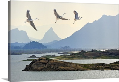 Flight Of Grey Heron Over The Senanayake Samudraya Lake, Sri Lanka