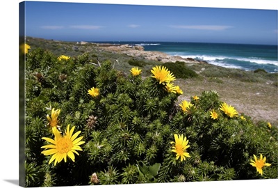 Flower Gombos, Cape of the good hope, Capetown, South Africa