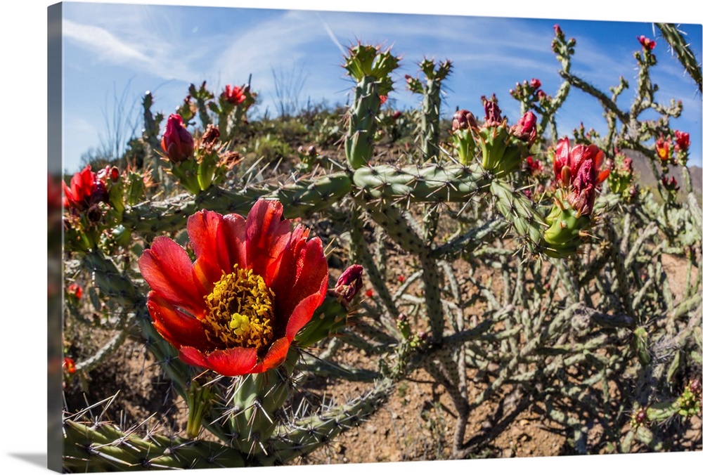 Flowering cholla cactus (Cylindropuntia spp), in the Sweetwater Preserve, Tucson, Arizona, United States of America, North...