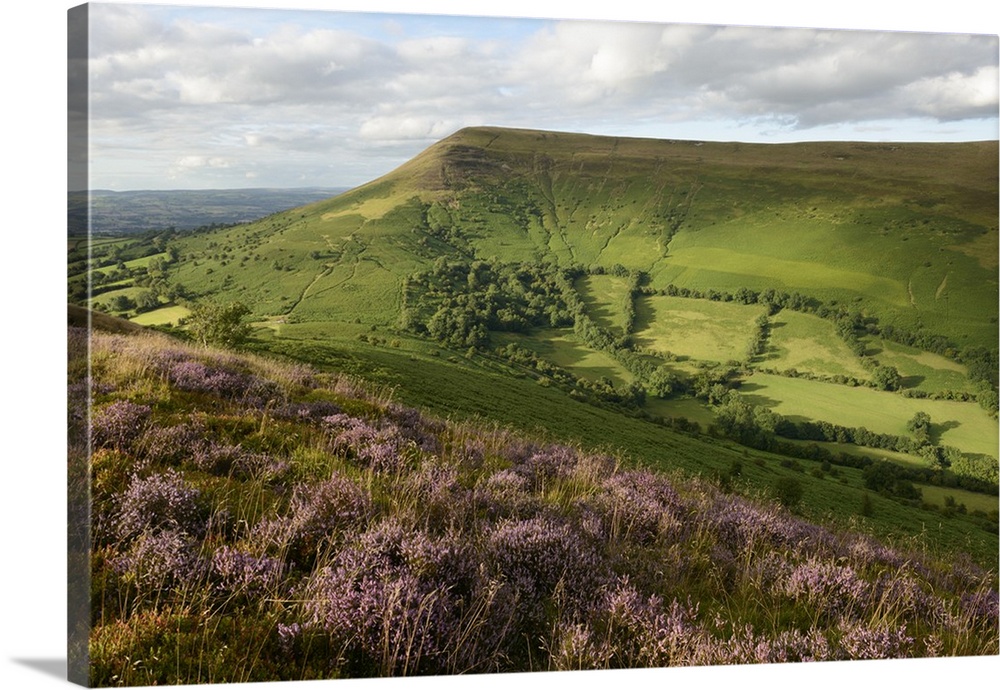 Flowering heather on Mynydd Llangorse with a view towards Mynydd Troed in the Brecon Beacons, Wales