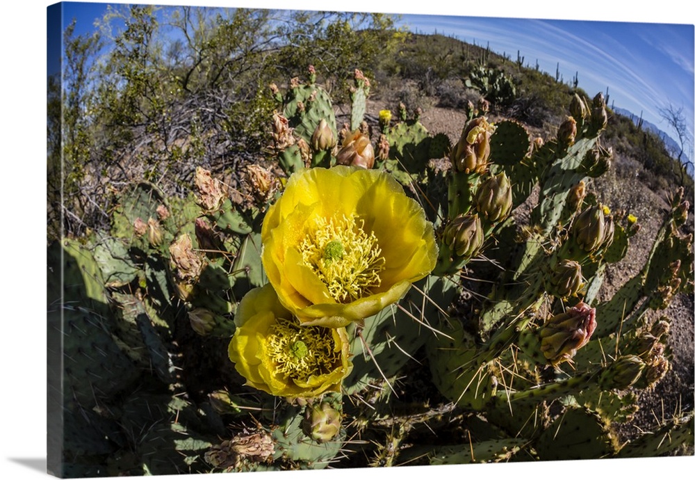 Flowering prickly pear cactus (Opuntia ficus-indica), in the Sweetwater Preserve, Tucson, Arizona, United States of Americ...