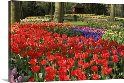 Flowers at Keukenhof Gardens, near Leiden, Netherlands, Europe