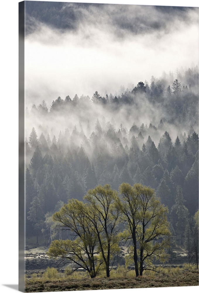 Fog mingling with evergreen trees, Yellowstone National Park, Wyoming