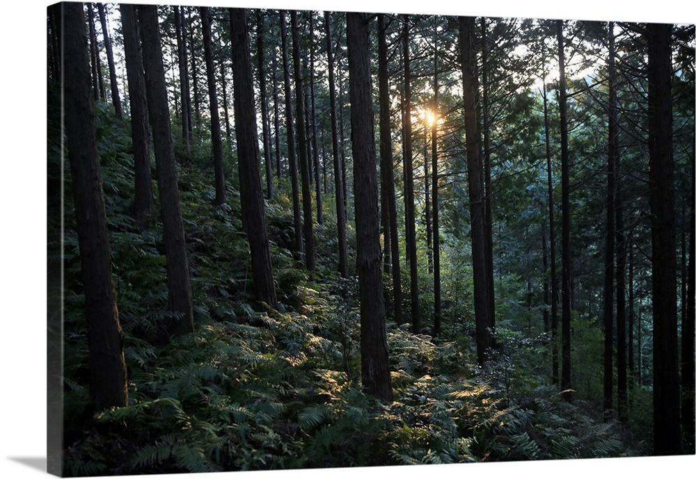 Forest at Mount Joyaima, Izu Peninsula, Honshu, Japan, Asia