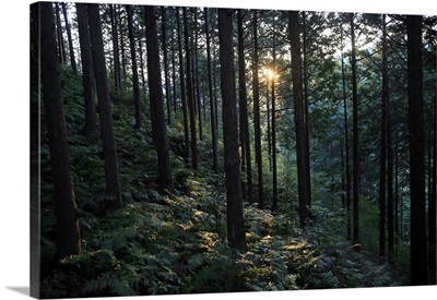 Forest at Mount Joyaima, Izu Peninsula, Honshu, Japan