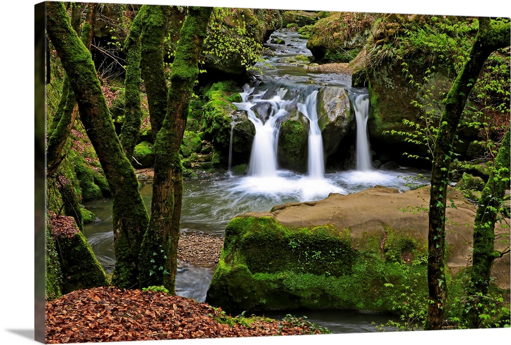 Forest brook, Schiessendumpel, Mullerthal, Luxembourg