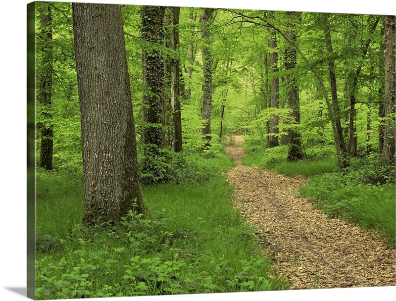 Forest Of Chambord Loir Et Cher Loire Centre France Europe Wall Art Canvas Prints Framed Prints Wall Peels Great Big Canvas